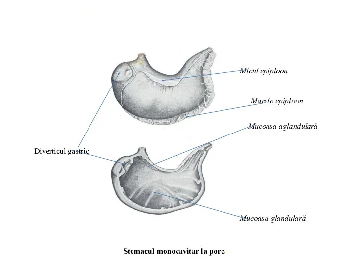 Stomacul monocavitar la porc. Diverticul gastric Mucoasa aglandulară Micul epiploon Marele epiploon Mucoasa glandulară