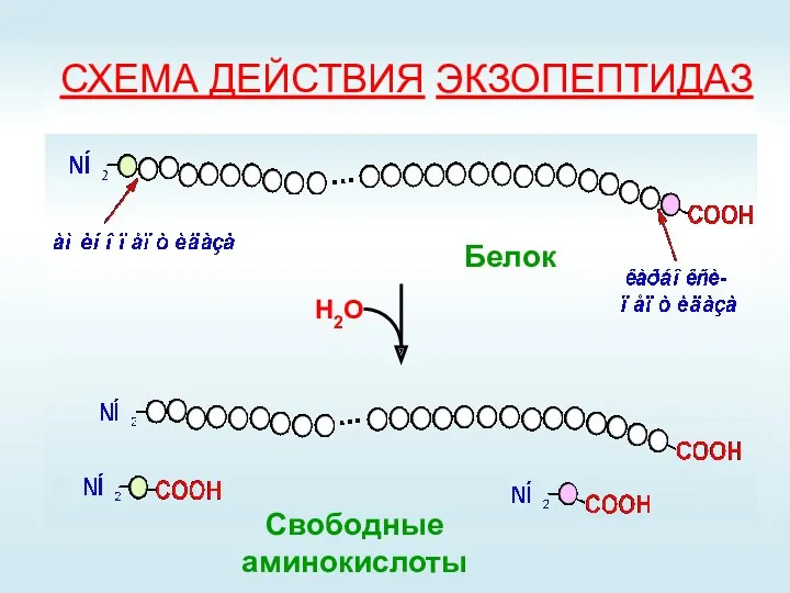 СХЕМА ДЕЙСТВИЯ ЭКЗОПЕПТИДАЗ Н2О Свободные аминокислоты Белок