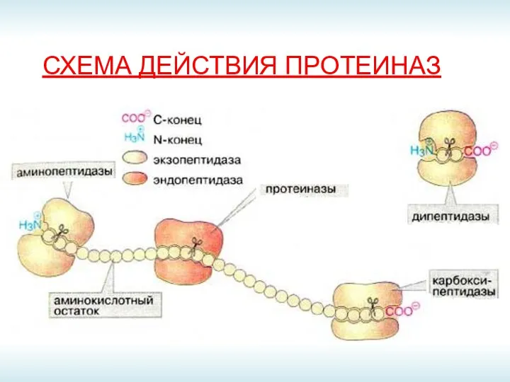 СХЕМА ДЕЙСТВИЯ ПРОТЕИНАЗ