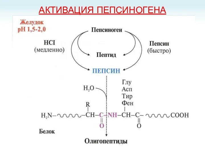 АКТИВАЦИЯ ПЕПСИНОГЕНА