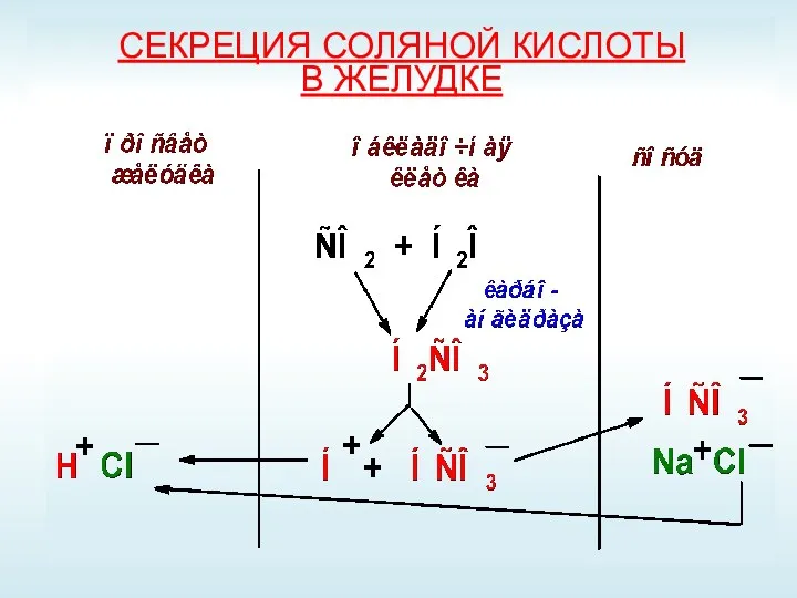 СЕКРЕЦИЯ СОЛЯНОЙ КИСЛОТЫ В ЖЕЛУДКЕ