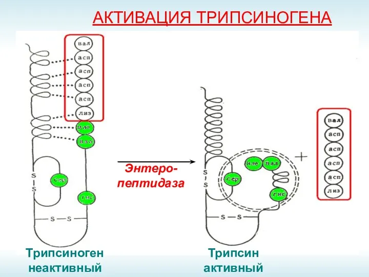 АКТИВАЦИЯ ТРИПСИНОГЕНА Энтеро-пептидаза Трипсиноген неактивный Трипсин активный