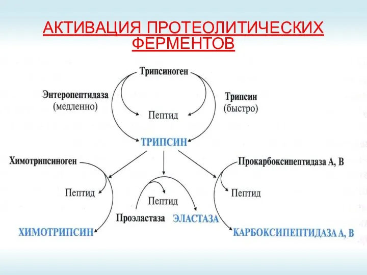 АКТИВАЦИЯ ПРОТЕОЛИТИЧЕСКИХ ФЕРМЕНТОВ