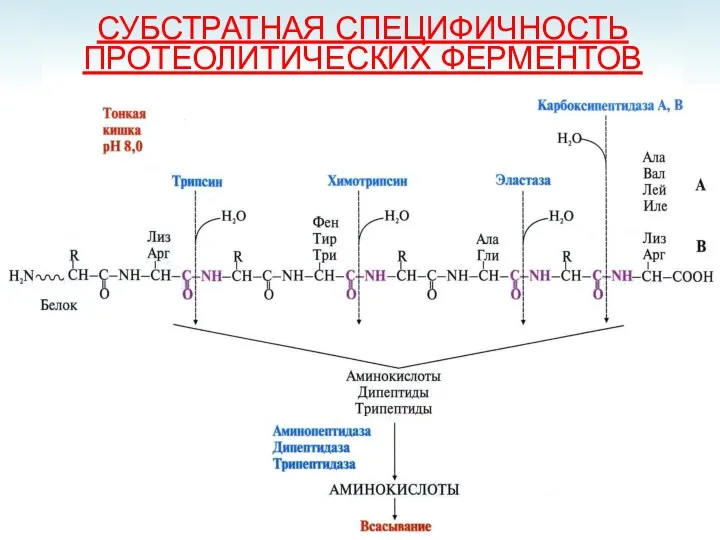 СУБСТРАТНАЯ СПЕЦИФИЧНОСТЬ ПРОТЕОЛИТИЧЕСКИХ ФЕРМЕНТОВ