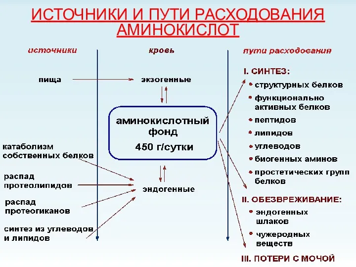 ИСТОЧНИКИ И ПУТИ РАСХОДОВАНИЯ АМИНОКИСЛОТ