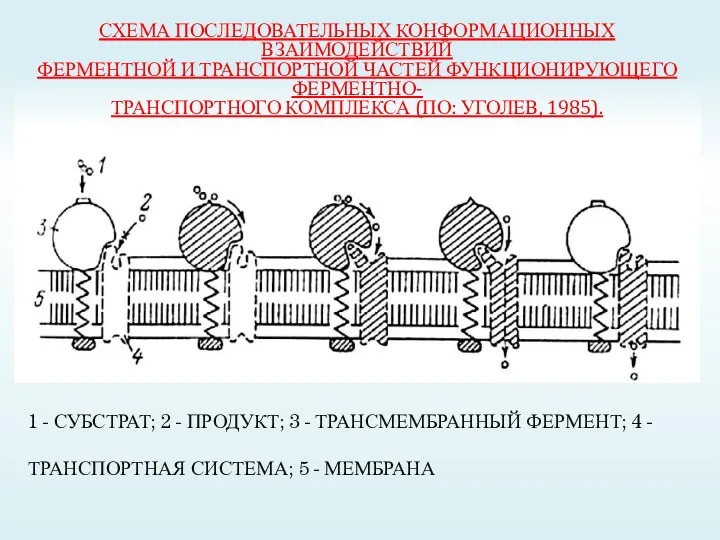 СХЕМА ПОСЛЕДОВАТЕЛЬНЫХ КОНФОРМАЦИОННЫХ ВЗАИМОДЕЙСТВИЙ ФЕРМЕНТНОЙ И ТРАНСПОРТНОЙ ЧАСТЕЙ ФУНКЦИОНИРУЮЩЕГО ФЕРМЕНТНО-