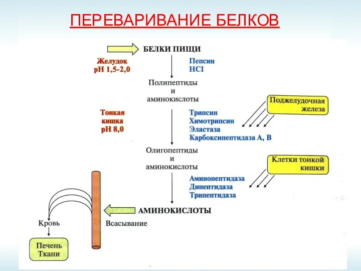 ПЕРЕВАРИВАНИЕ БЕЛКОВ