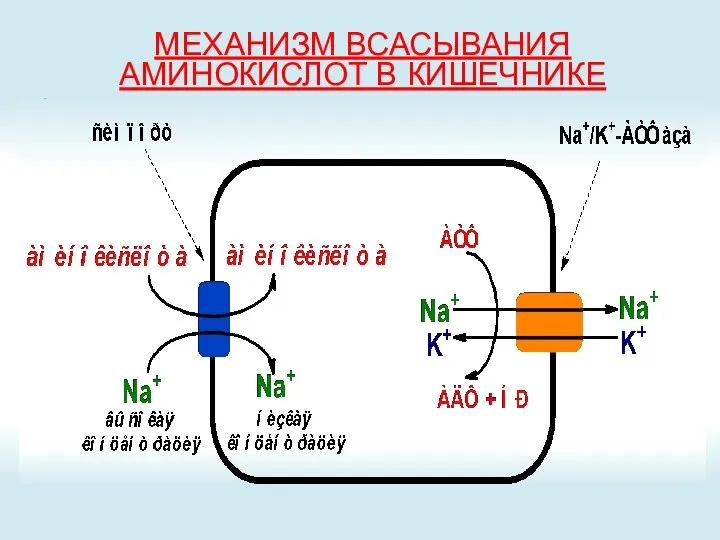 МЕХАНИЗМ ВСАСЫВАНИЯ АМИНОКИСЛОТ В КИШЕЧНИКЕ