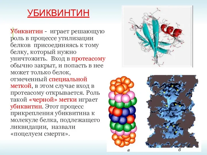 УБИКВИНТИН Убиквитин - играет решающую роль в процессе утилизации белков