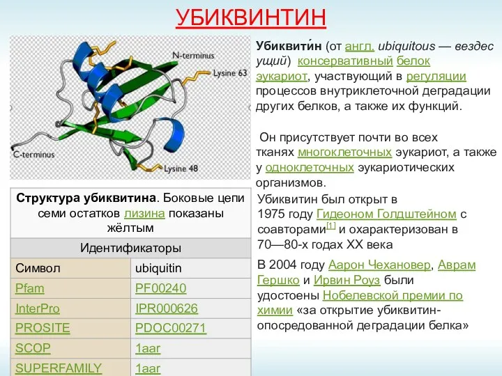 УБИКВИНТИН Убиквити́н (от англ. ubiquitous — вездесущий) консервативный белок эукариот,