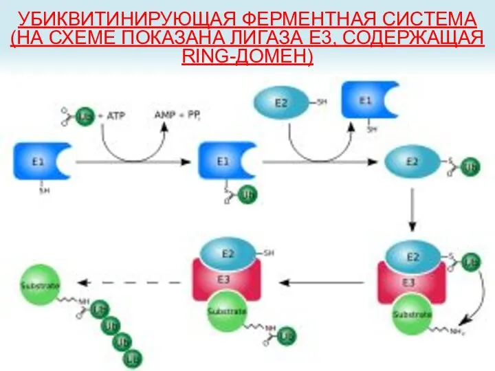 УБИКВИТИНИРУЮЩАЯ ФЕРМЕНТНАЯ СИСТЕМА (НА СХЕМЕ ПОКАЗАНА ЛИГАЗА E3, СОДЕРЖАЩАЯ RING-ДОМЕН)