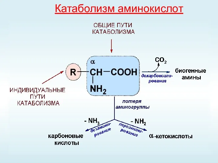 Катаболизм аминокислот