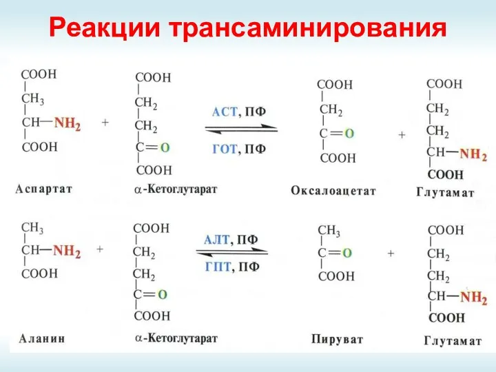 Реакции трансаминирования