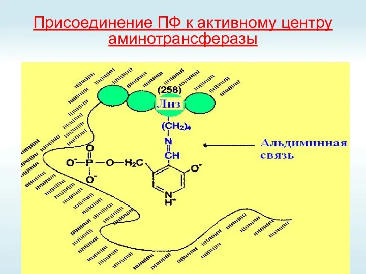 Присоединение ПФ к активному центру аминотрансферазы