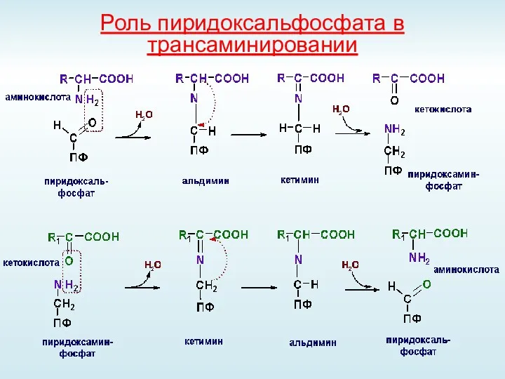 Роль пиридоксальфосфата в трансаминировании
