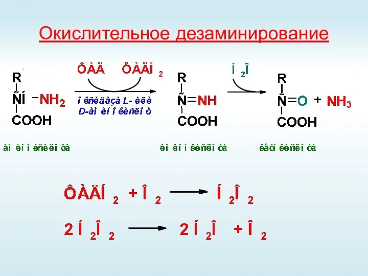 Окислительное дезаминирование