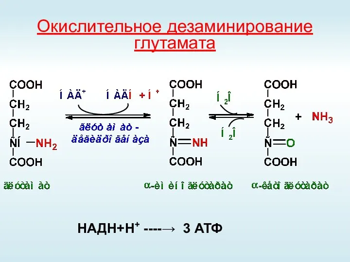 Окислительное дезаминирование глутамата НАДН+Н+ ----→ 3 АТФ