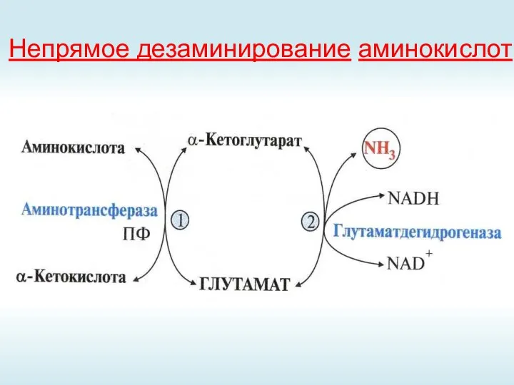 Непрямое дезаминирование аминокислот