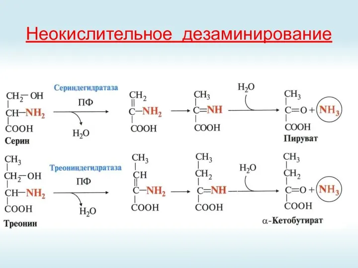 Неокислительное дезаминирование