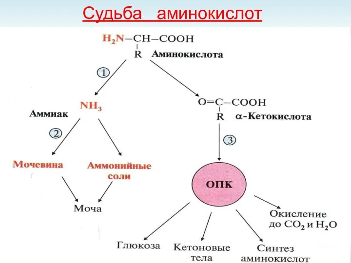 Судьба аминокислот