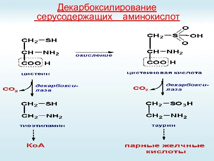 Декарбоксилирование серусодержащих аминокислот