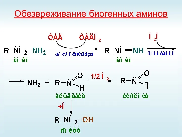 Обезвреживание биогенных аминов