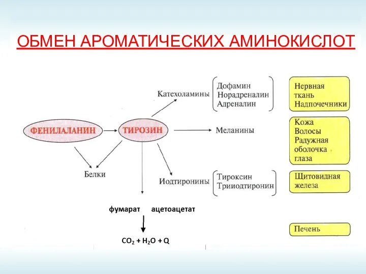 ОБМЕН АРОМАТИЧЕСКИХ АМИНОКИСЛОТ