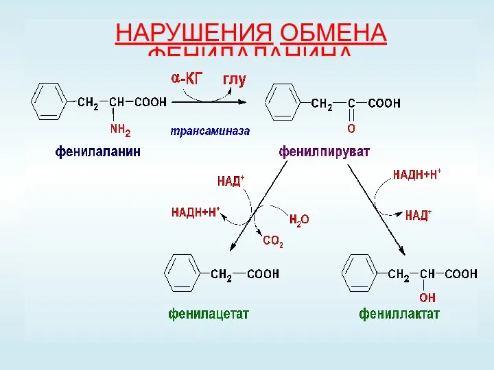 НАРУШЕНИЯ ОБМЕНА ФЕНИЛАЛАНИНА