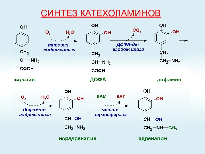 СИНТЕЗ КАТЕХОЛАМИНОВ