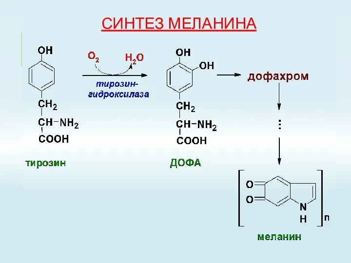 СИНТЕЗ МЕЛАНИНА