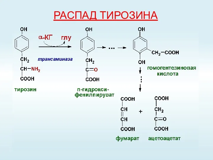 РАСПАД ТИРОЗИНА