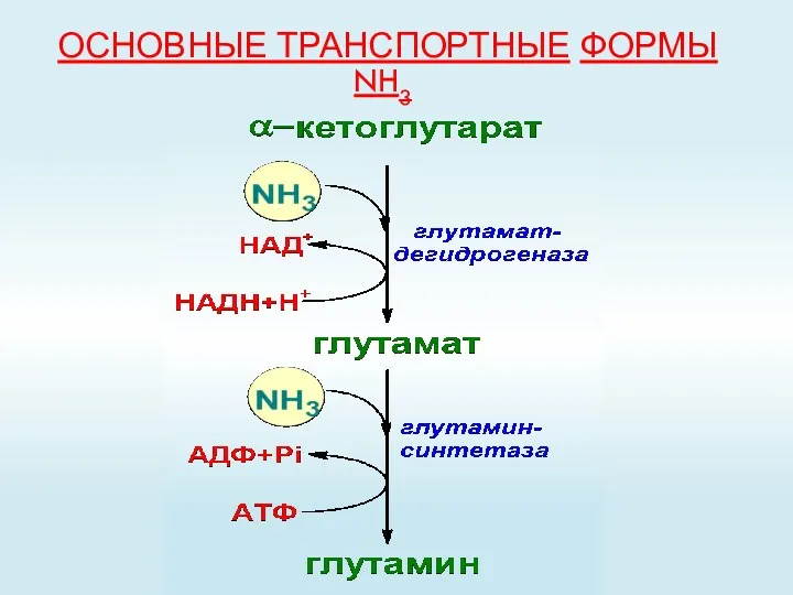 ОСНОВНЫЕ ТРАНСПОРТНЫЕ ФОРМЫ NH3