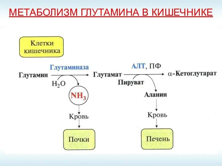 МЕТАБОЛИЗМ ГЛУТАМИНА В КИШЕЧНИКЕ