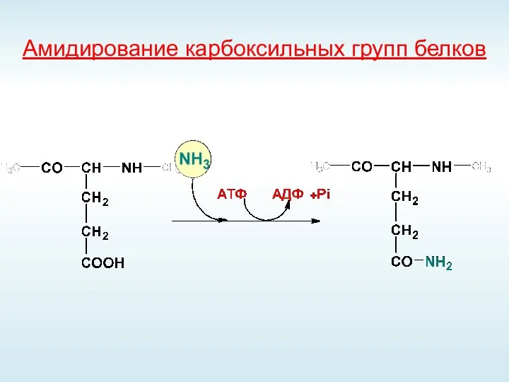 Амидирование карбоксильных групп белков