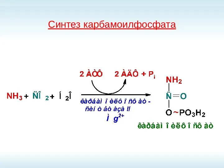 Синтез карбамоилфосфата