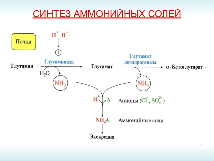 СИНТЕЗ АММОНИЙНЫХ СОЛЕЙ