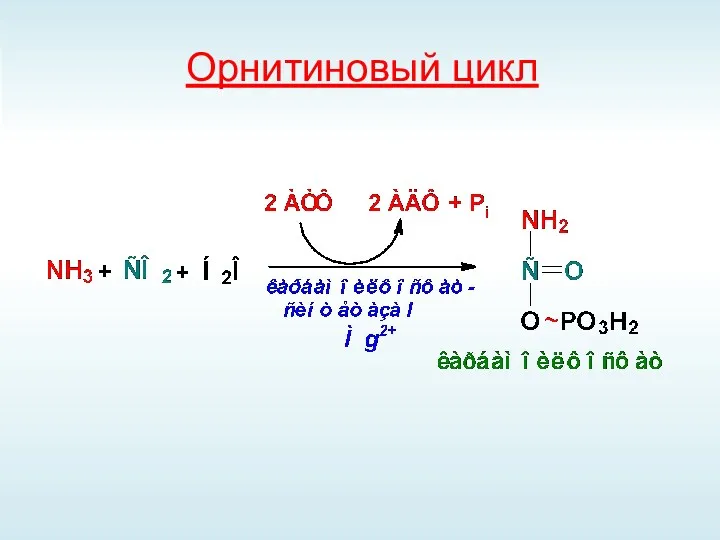 Орнитиновый цикл