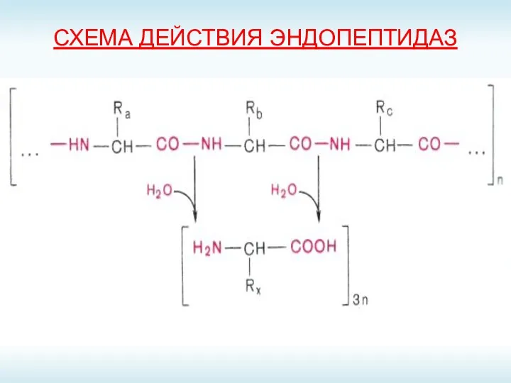 СХЕМА ДЕЙСТВИЯ ЭНДОПЕПТИДАЗ