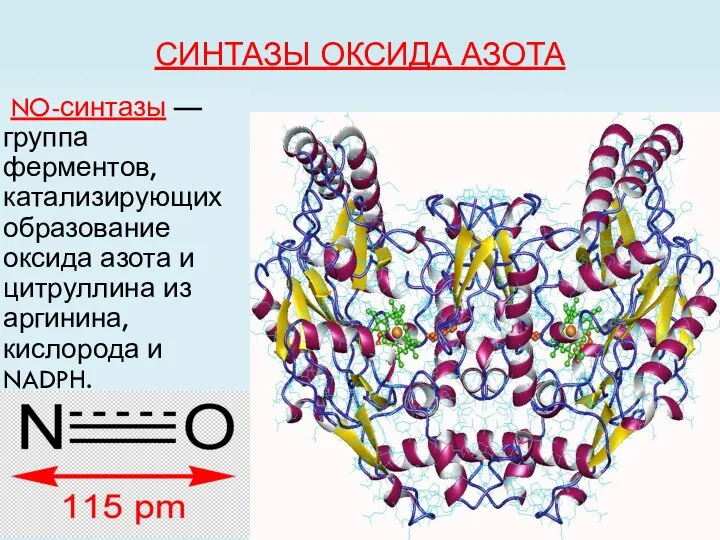 СИНТАЗЫ ОКСИДА АЗОТА NO-синтазы — группа ферментов, катализирующих образование оксида