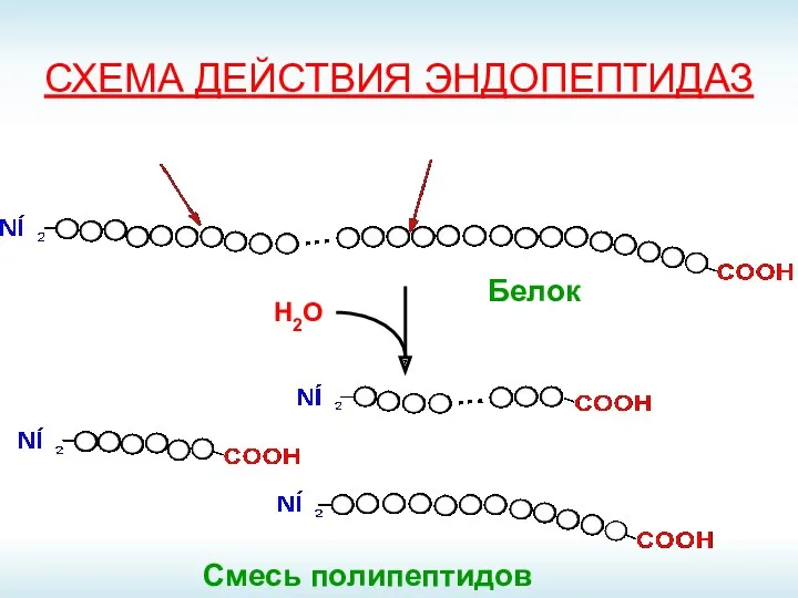 СХЕМА ДЕЙСТВИЯ ЭНДОПЕПТИДАЗ Смесь полипептидов Н2О Белок