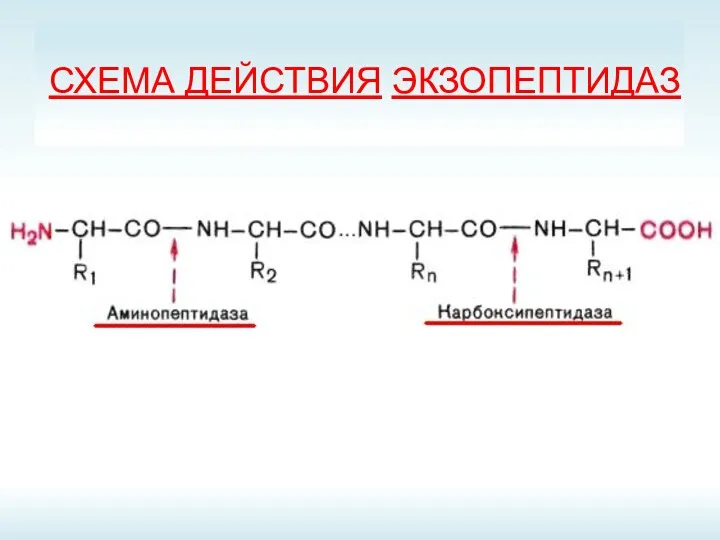 СХЕМА ДЕЙСТВИЯ ЭКЗОПЕПТИДАЗ