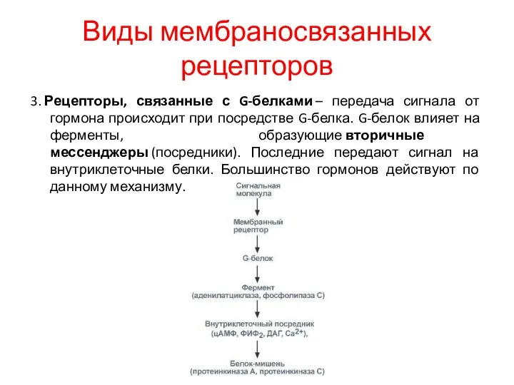 Виды мембраносвязанных рецепторов 3. Рецепторы, связанные с G-белками – передача