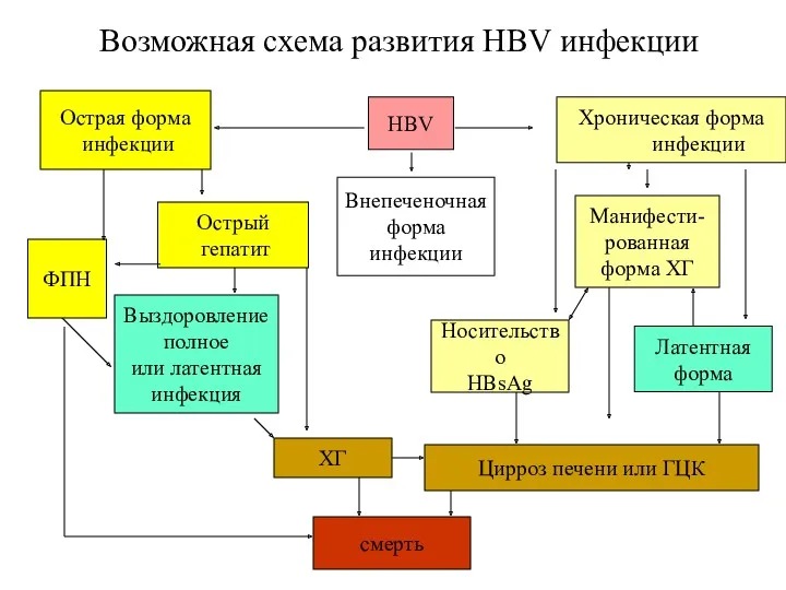 Возможная схема развития HBV инфекции HBV Острая форма инфекции Острый гепатит ФПН Выздоровление
