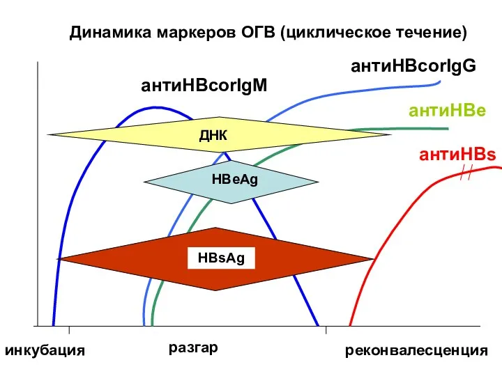 Динамика маркеров ОГВ (циклическое течение) инкубация разгар реконвалесценция антиHBcorIgM антиHBcorIgG антиHBe антиHBs ДНК HBeAg HBsAg