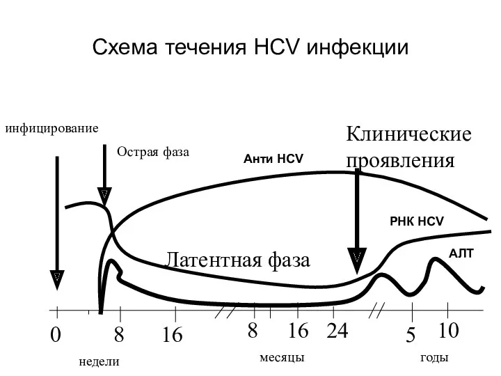 Схема течения HCV инфекции 0 8 16 8 16 24 5 10 недели