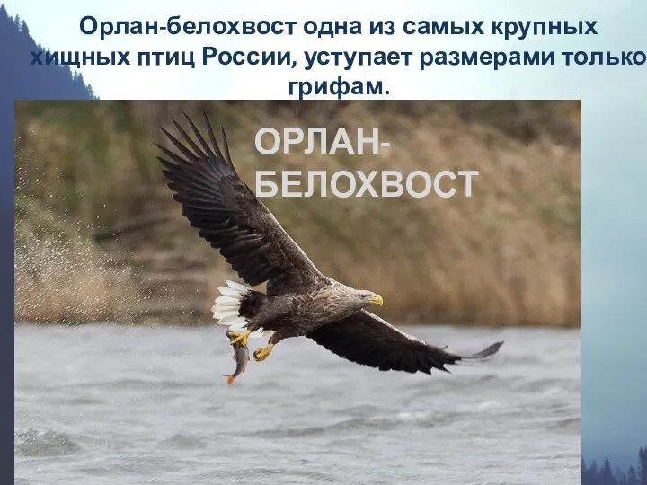 Орлан-белохвост одна из самых крупных хищных птиц России, уступает размерами только грифам. ОРЛАН-БЕЛОХВОСТ