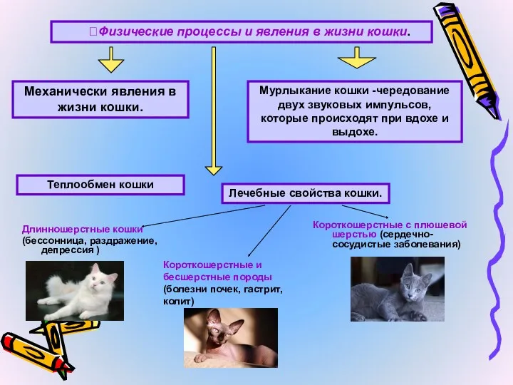 Физические процессы и явления в жизни кошки. Механически явления в