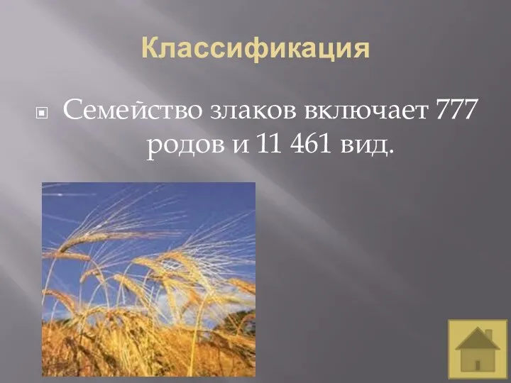 Классификация Семейство злаков включает 777 родов и 11 461 вид.