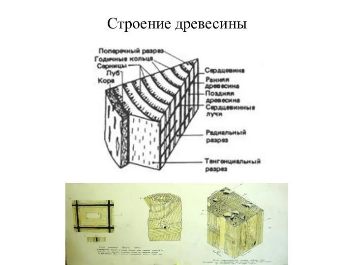 Строение древесины