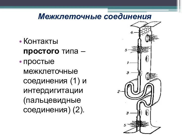Межклеточные соединения Контакты простого типа – простые межклеточные соединения (1) и интердигитации (пальцевидные соединения) (2).